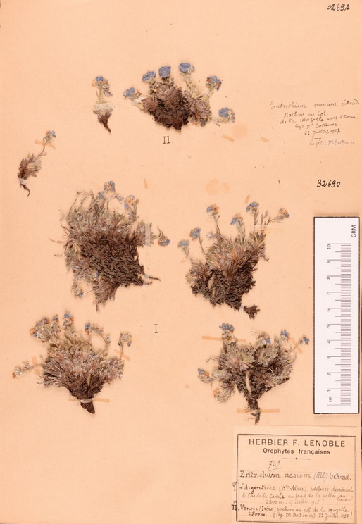 Eritrichium nanum (myosotis)